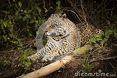 Jaguar lying beside log in leafy bushes Stock Photo