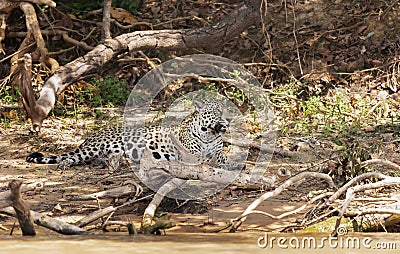 Jaguar lying on a river bank in natural habitat Stock Photo