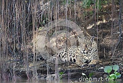 Jaguar lying on a river bank under tree branches Stock Photo