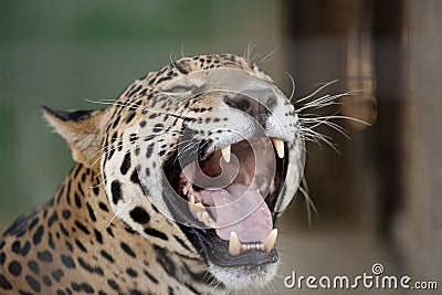 Jaguar Mouth Open Stock Photo