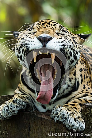 Jaguar mouth open showing teeth closeup in jungle Stock Photo