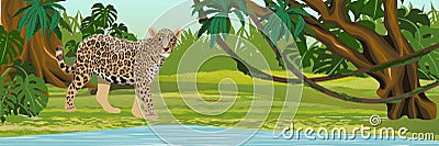 Jaguar near the lake. Jaguar in the jungle. Big cat on the hunt. Amazonia rain forests Vector Illustration