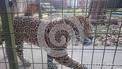 Jaguar / Panther - the spotted amazonian feline at zoo Stock Photo