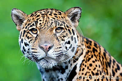 Jaguar - Panthera onca Stock Photo