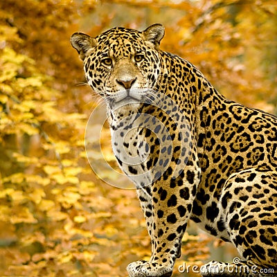 Jaguar - Panthera onca Stock Photo