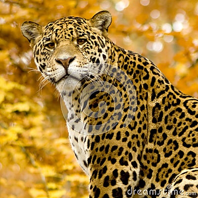 Jaguar - Panthera onca Stock Photo