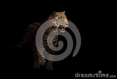 Jaguar ( panthera onca ) in the dark Stock Photo