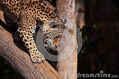 Jaguar profile portrait walking Stock Photo