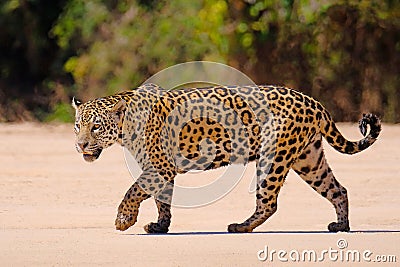 Jaguar, Panthera Onca, Female, Cuiaba River, Porto Jofre, Pantanal Matogrossense, Mato Grosso do Sul, Brazil Stock Photo