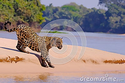 Jaguar, Panthera Onca, Female, Cuiaba River, Porto Jofre, Pantanal Matogrossense, Mato Grosso do Sul, Brazil Stock Photo