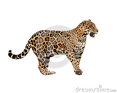 Jaguar ( panthera onca ) isolated Stock Photo