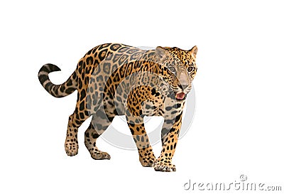 Jaguar ( panthera onca ) isolated Stock Photo