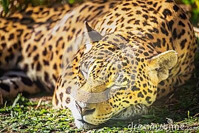 Jaguar Panthera onca, majestic feline sleeping in Pantanal, Brazil Stock Photo