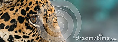 Jaguar ( Panthera onca ) Stock Photo
