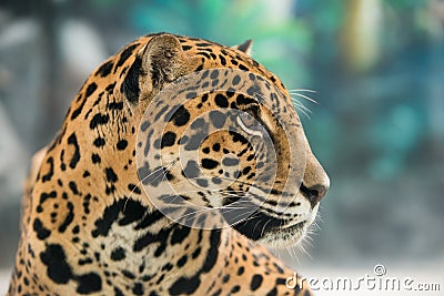 Jaguar ( Panthera onca ) Stock Photo