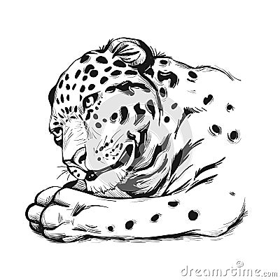 Jaguar portrait closeup of animal. Panthera once type of carnivore fauna. Wildlife of South America, drawn mammal with furry coat Vector Illustration