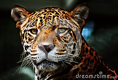 jaguar profile pictures Stock Photo