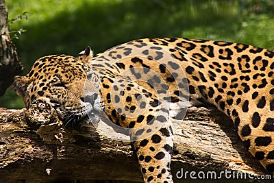 Jaguar relaxing Stock Photo