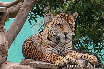 Jaguar resting on tree platform in Parque de las Leyendas Zoo in Lima Peru S America Editorial Stock Photo