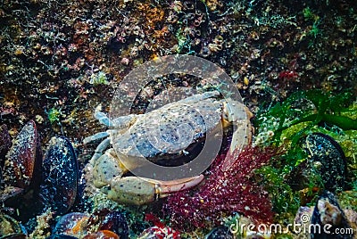 Jaguar round crab (Xantho poressa). Fauna of the Black Sea Stock Photo