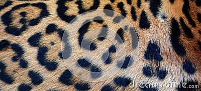 Jaguar skin is a feline in the Panthera genus Stock Photo