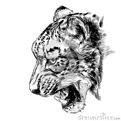 Jaguar snout snarl in profile Vector Illustration
