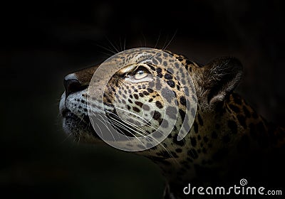 Jaguar face.. Stock Photo