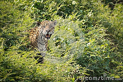 Jaguar staring at camera from leafy bushes Stock Photo