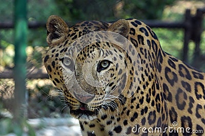 A jaguar staring at camera while it was inside the cage. Stock Photo