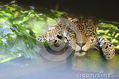 Jaguar staring directly into the camera Stock Photo