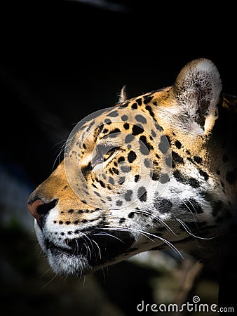 Jaguar Staring Into Distance Stock Photo