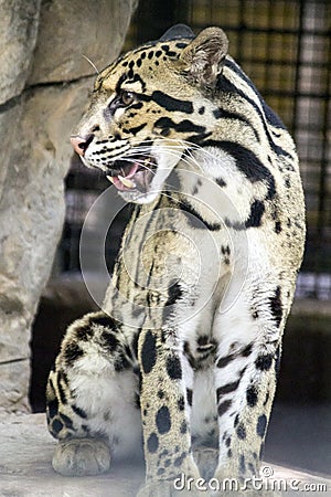 Jaguar Teeth Stock Photo