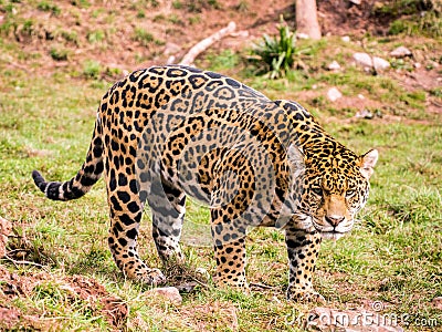 Jaguar Editorial Stock Photo