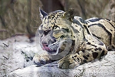 Jaguar with Tongue Out Stock Photo