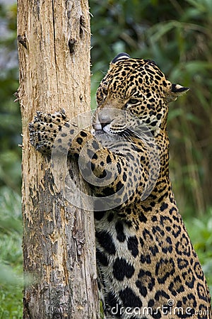 A jaguar using a scratching post - Brazil Stock Photo