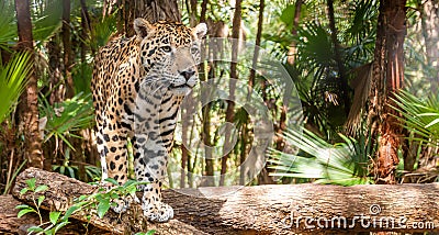 Jaguar Stock Photo