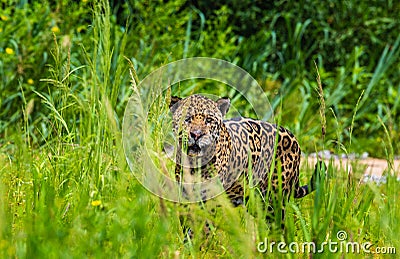 Jaguar walks along the grass along the river bank. Stock Photo