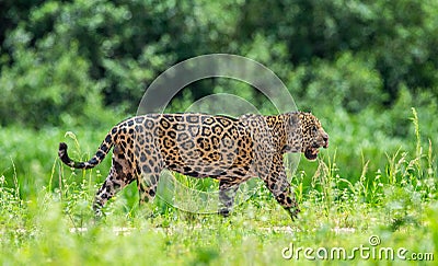 Jaguar walks along the grass along the river bank. Stock Photo
