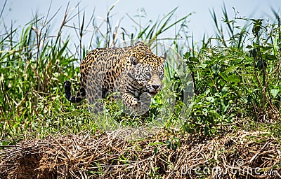 Jaguar walks along the grass along the river bank. Stock Photo