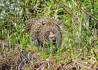 Jaguar walks along the grass along the river bank. Stock Photo