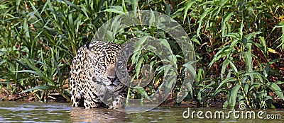 Jaguar walks on water. Front view. Panthera onca. Natural habitat. Cuiaba river, Brazil Stock Photo