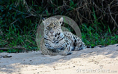 Jaguar staring directly at the source of movement Stock Photo