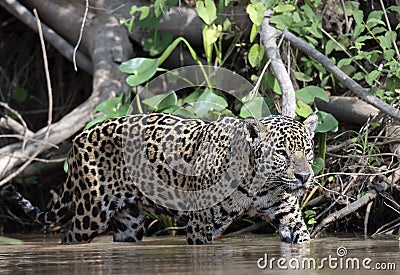 Jaguar in water. Panthera onca. Green natural background. Side view. Natural habitat. Cuiaba river, Brazil Stock Photo