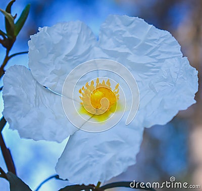 Jaguarzo morisco Cistus salviifolius Flower Stock Photo