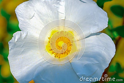 Jaguarzo morisco Cistus salviifolius Flower Stock Photo