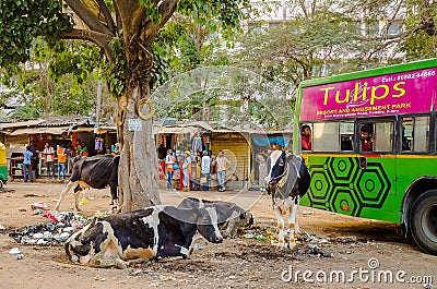 JAIPUR, INDIA - AUGUST 25 2017: A group of stray cows sitting in the midst of garbage on the streets of India Editorial Stock Photo