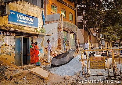 JAIPUR, INDIA - AUGUST 25 2017: A group of stray cows sitting in the midst of garbage on the streets of India Editorial Stock Photo