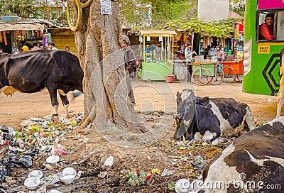 JAIPUR, INDIA - AUGUST 25 2017: A group of stray cows sitting in the midst of garbage on the streets of India Editorial Stock Photo