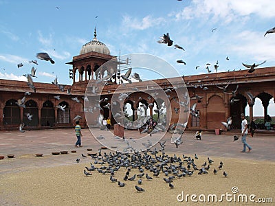 Pigeons fill the large interior plaza of the Jama Masjid Mosque in New Delhi, India Editorial Stock Photo
