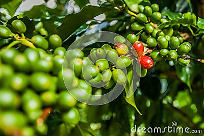 Jamaica coffee blue mountains green Stock Photo